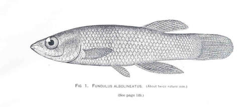 Fundulus albolineatus (ex)