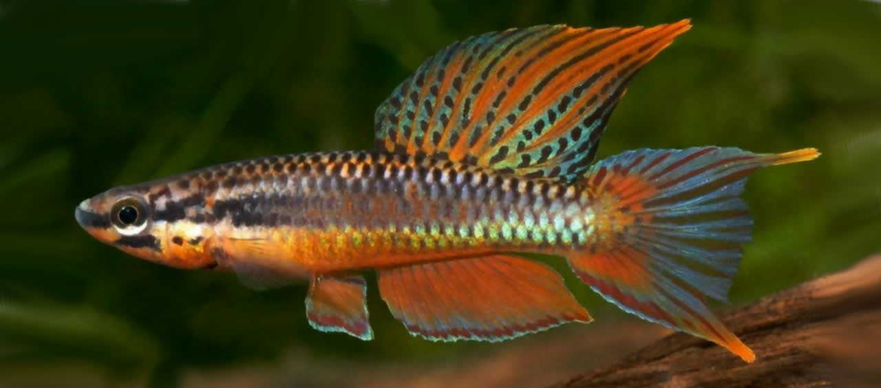 Aphyosemion (Chromaphyosemion) aurantiacum