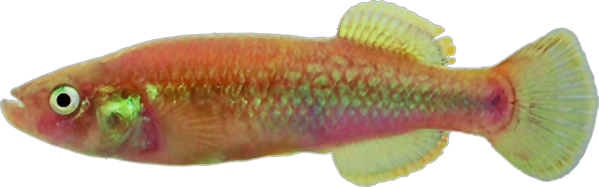 Profundulus adani