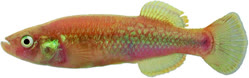 Profundulus adani