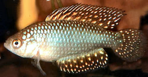Simpsonichthys adornatus