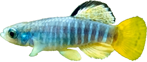 Aphanius almiriensis