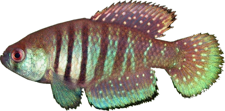 Austrolebias alexandri
