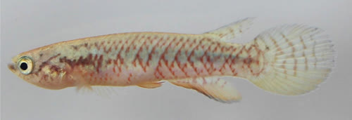 Rivulus (Malenorivulus) amanbaeensis