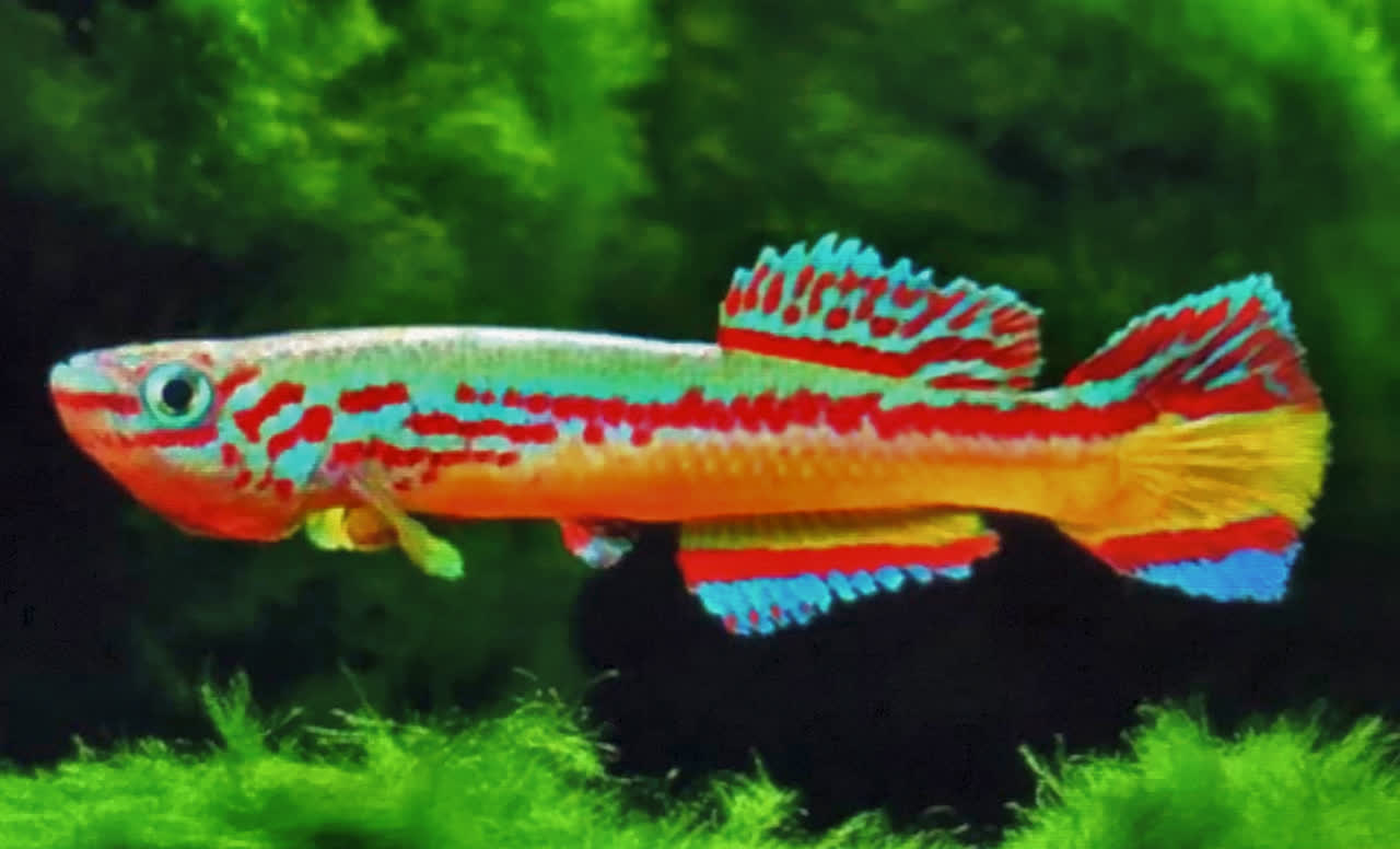 Fundulopanchax amieti