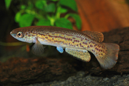Rivulus amphoreus