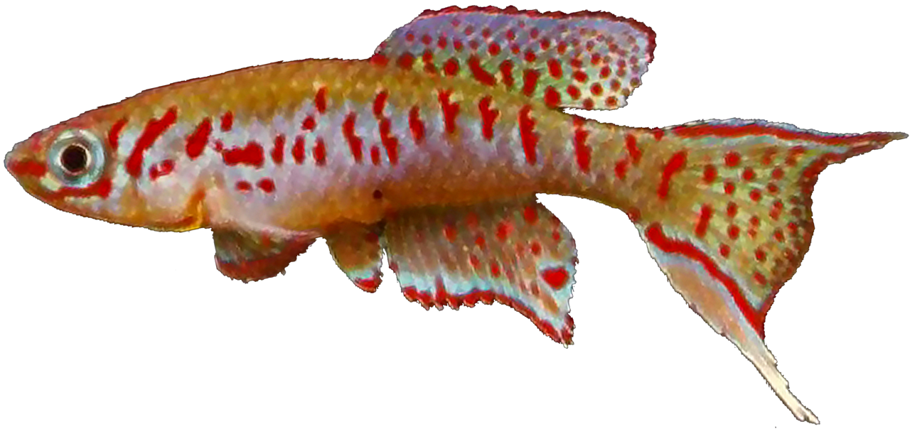 Fundulopanchax arnoldi