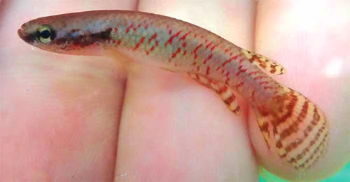 Rivulus (Melanorivulus) aithogrammus