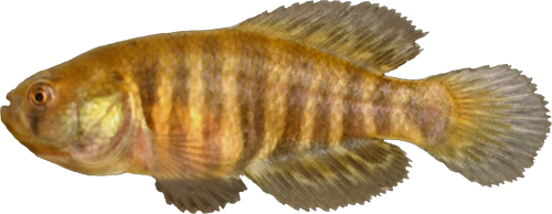 Austrolebias araucarianus