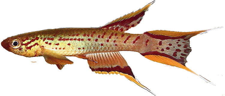 Aphyosemion  australe, wild ("Chocolate") form.