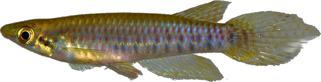 Epiplatys barmoiensis