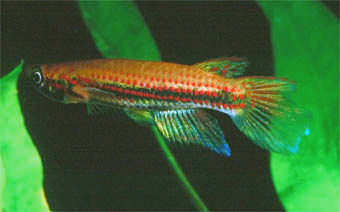 Epiplatys nigricans