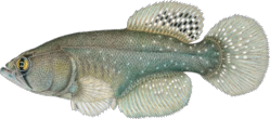 CLV