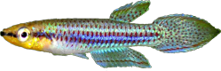 Aphyoplatys dubosi