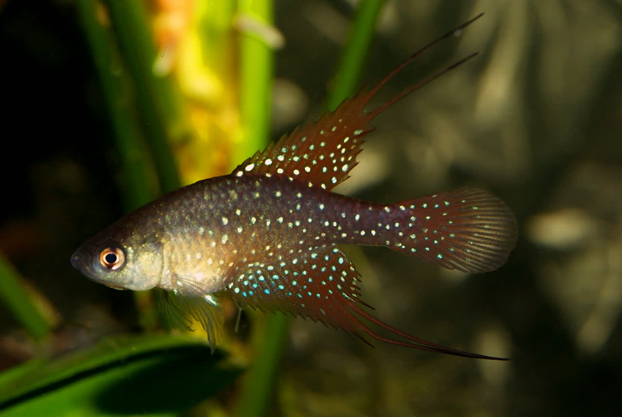 Poza_Honda_BP_2013-02