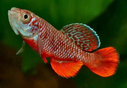 Nothobranchius kirki