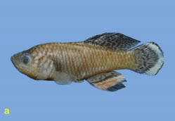 00-a-Copr_2025-BelaNagy-HOLOTYPE_BE_RMCA_VERT_2025_008_P_0011t.jpg