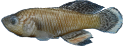 00-a-Copr_2025-BelaNagy-HOLOTYPE_BE_RMCA_VERT_2025_008_P_0011t.png