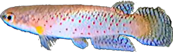 Rivulus punctatus