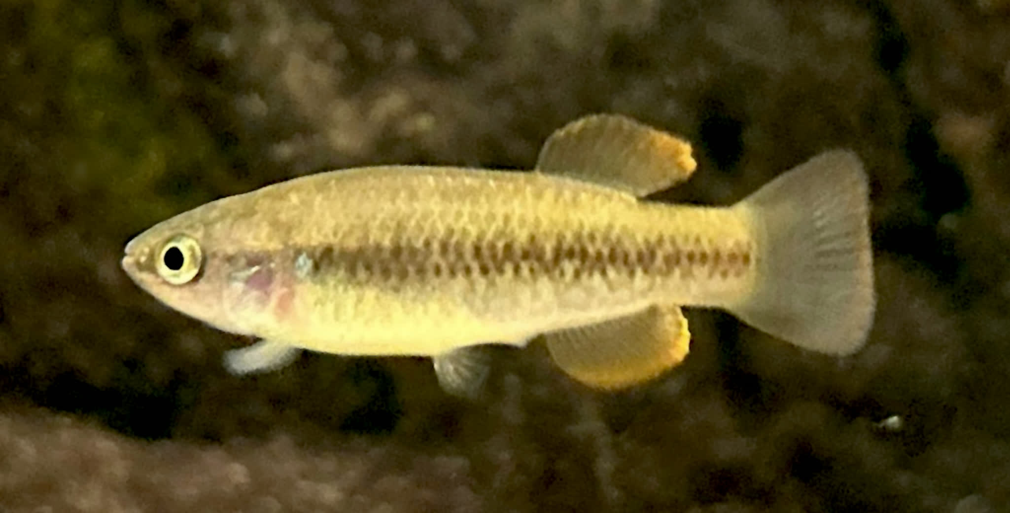 Profundulus parentiae