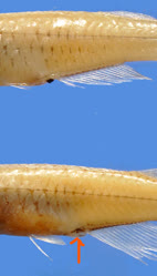 00-0-Copr_2024-JVDZ_-__males_have_a_black_papilla_and_females_a_big_scalet.jpg