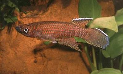 Epiplatys (Epiplatys) chaperi samborskii
