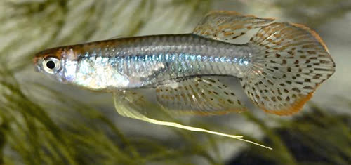 Micropanchax scheeli