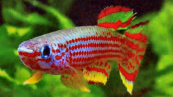 GEMLCG_07.61 -  Acalayong, Equatorial Guinea