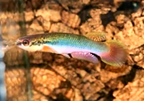 Rivulus (Melanorivulus) salmonicaudatus HVP 2016-2