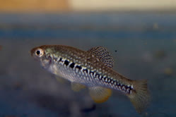 00-0-Copr_2026-Shinzo_Miwat.jpg