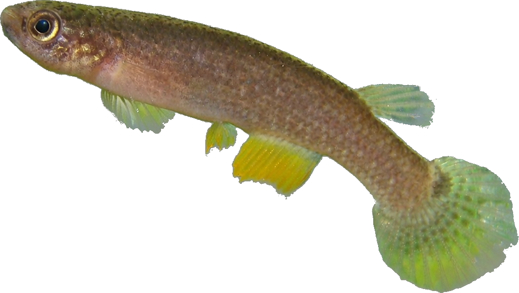 Rivulus (Laimosemion) uakti