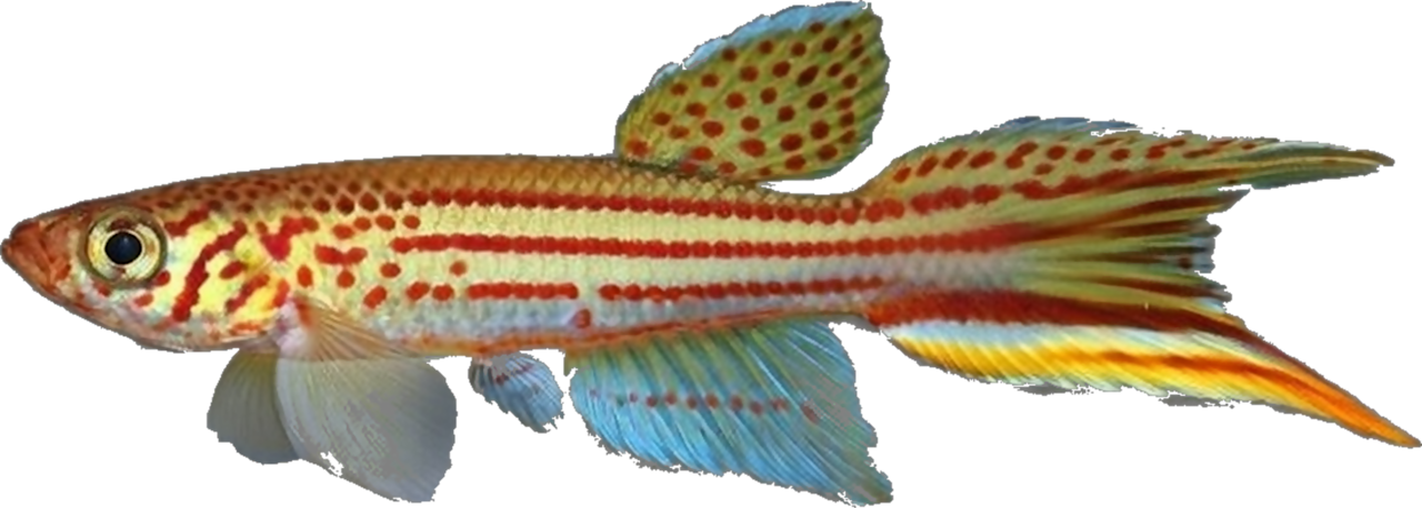 Micromoema xiphophora